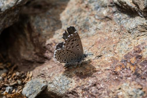 Pseudophilotes panoptes